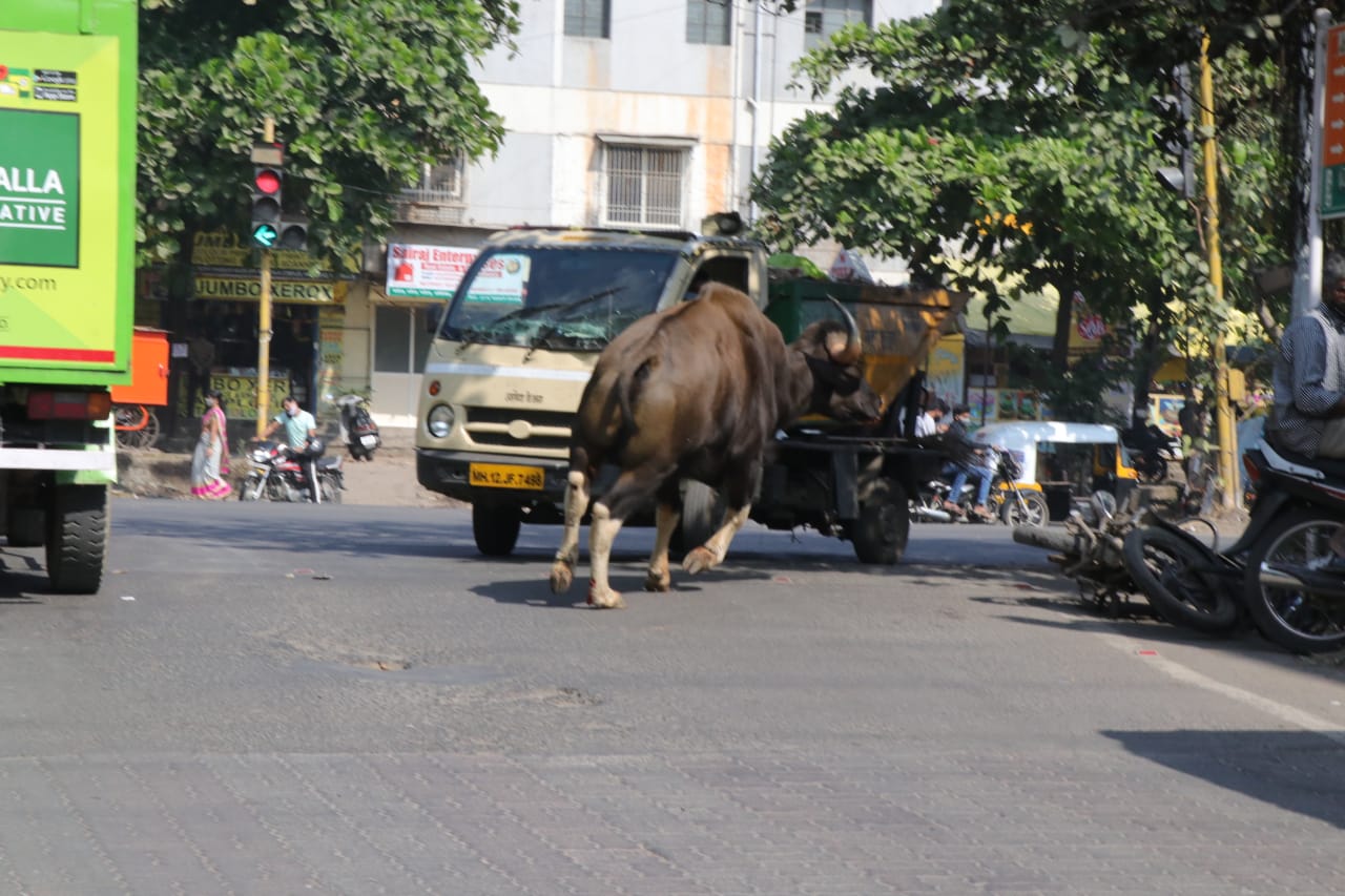 वळू सिनेमाची आठवण होईल असं नाट्य पुण्यात घडत होतं. वनविभागाची त्याला धरण्याची धडपड आणि त्यांना घाबरून पळून सैरावैरा धावणारा गवा. वळू सिनेमाची आठवण होईल असं नाट्य पुण्यात घडत होतं. वनविभागाची त्याला धरण्याची धडपड आणि त्यांना घाबरून पळून सैरावैरा धावणारा गवा.