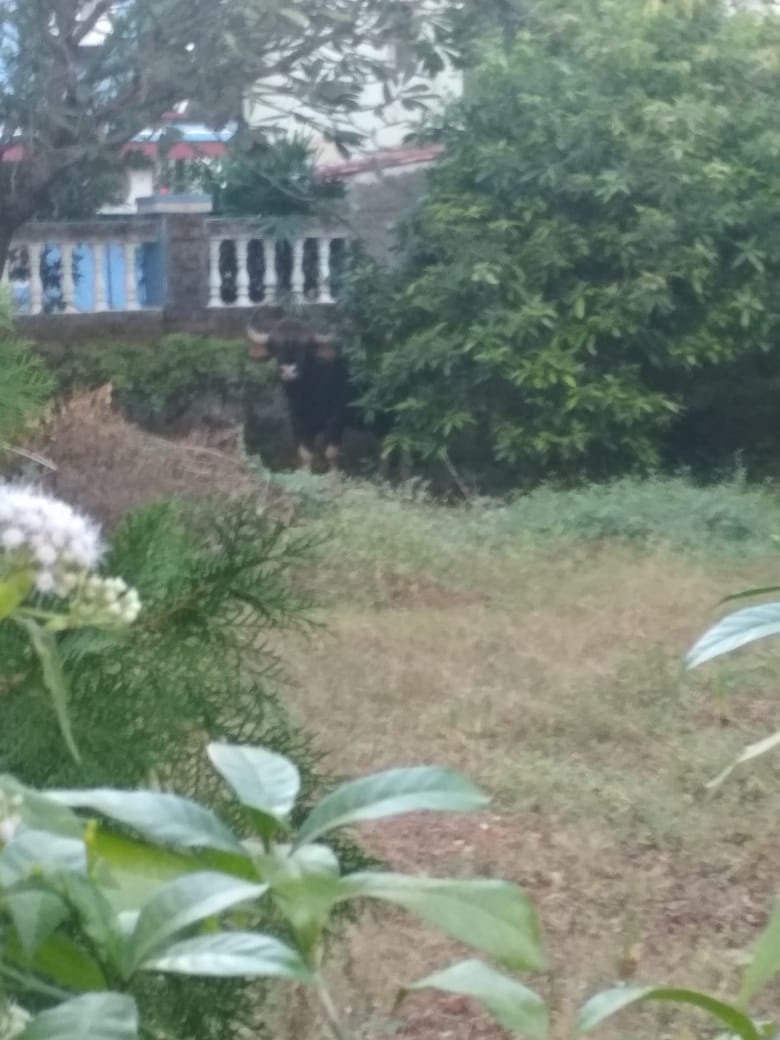 कोथरूडमध्ये महात्मा सोसायटीत एका मोकळ्या प्लॉटमध्ये भिंतीवरून उडी मारून गवा अवतरला आणि सकाळपासून त्याचं LIVE कव्हरेजही सुरू झालं. कोथरूडमध्ये महात्मा सोसायटीत एका मोकळ्या प्लॉटमध्ये भिंतीवरून उडी मारून गवा अवतरला आणि सकाळपासून त्याचं LIVE कव्हरेजही सुरू झालं.
