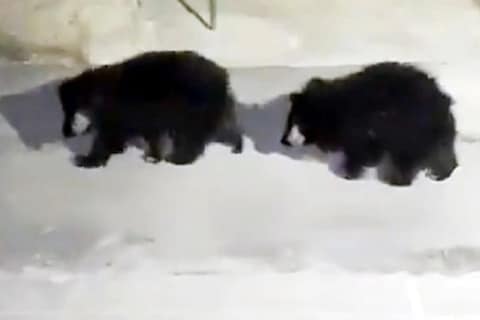 अरे देवा! जंगल सोडून पोलीस ठाण्यात घुसले 3 अस्वल, IPS अधिकारी दिपांशू काब्रा यांनी एक व्हिडीओ सोशल मीडियावर शेअर केला आहे.