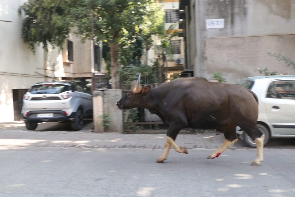 हिंस्र श्वापदांना घाबरणाऱ्या माणसांनाच घाबरलेलं वाट चुकलेलं एक जनावर अखेर शहराच्या आणि इमारतींच्या हिंस्र गर्दीने मारलं. हिंस्र श्वापदांना घाबरणाऱ्या माणसांनाच घाबरलेलं वाट चुकलेलं एक जनावर अखेर शहराच्या आणि इमारतींच्या हिंस्र गर्दीने मारलं.