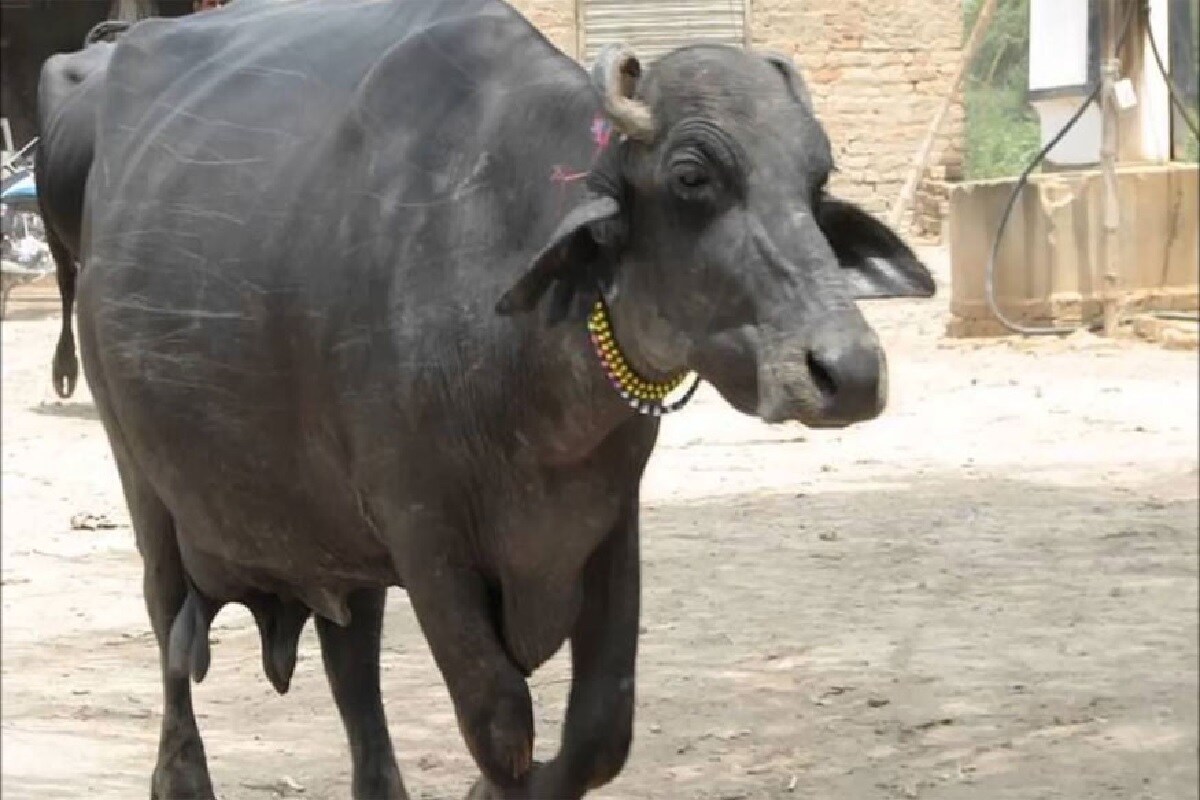 याशिवाय म्हशीसाठी एका श्रद्धांजली सभेचं आयोजनही करण्यात आलं. ज्यामध्ये गावकऱ्यांनी फोटोवर फुलं वाहिली आणि तिच्या आत्म्याला शांती मिळावी यासाठी प्रार्थना केली. यावेळी सुभाषने सांगितलं की, तो म्हशीला आपल्या कुटुंबातील एक सदस्य मानत होता. त्यामुळए म्हशीच्या मृत्यूनंतर एखाद्या व्यक्तीप्रमाणे तिच्यासाठीही प्रार्थना करण्यात आली. याशिवाय म्हशीसाठी एका श्रद्धांजली सभेचं आयोजनही करण्यात आलं. ज्यामध्ये गावकऱ्यांनी फोटोवर फुलं वाहिली आणि तिच्या आत्म्याला शांती मिळावी यासाठी प्रार्थना केली. यावेळी सुभाषने सांगितलं की, तो म्हशीला आपल्या कुटुंबातील एक सदस्य मानत होता. त्यामुळए म्हशीच्या मृत्यूनंतर एखाद्या व्यक्तीप्रमाणे तिच्यासाठीही प्रार्थना करण्यात आली.