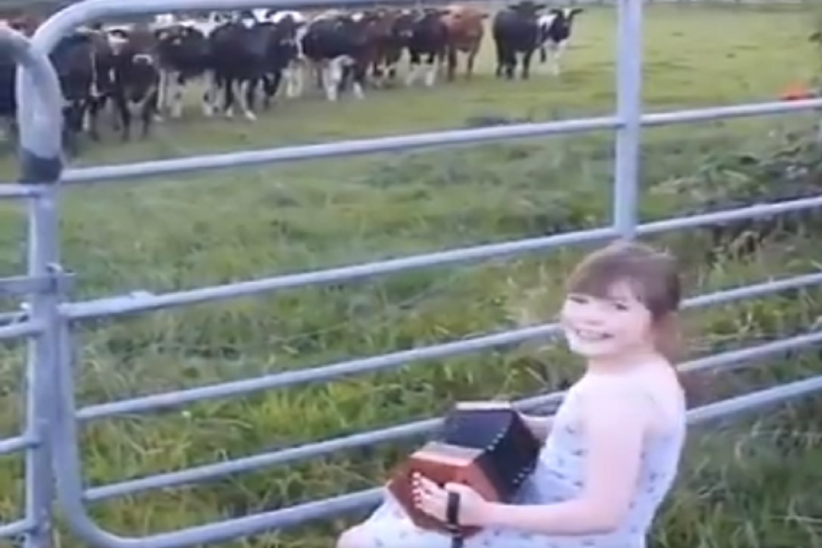 क्या बात है! चिमुरडीनं केली अशी जादू की तिच्यासमोर हजर झाला गायींचा कळप; पाहा VIDEO