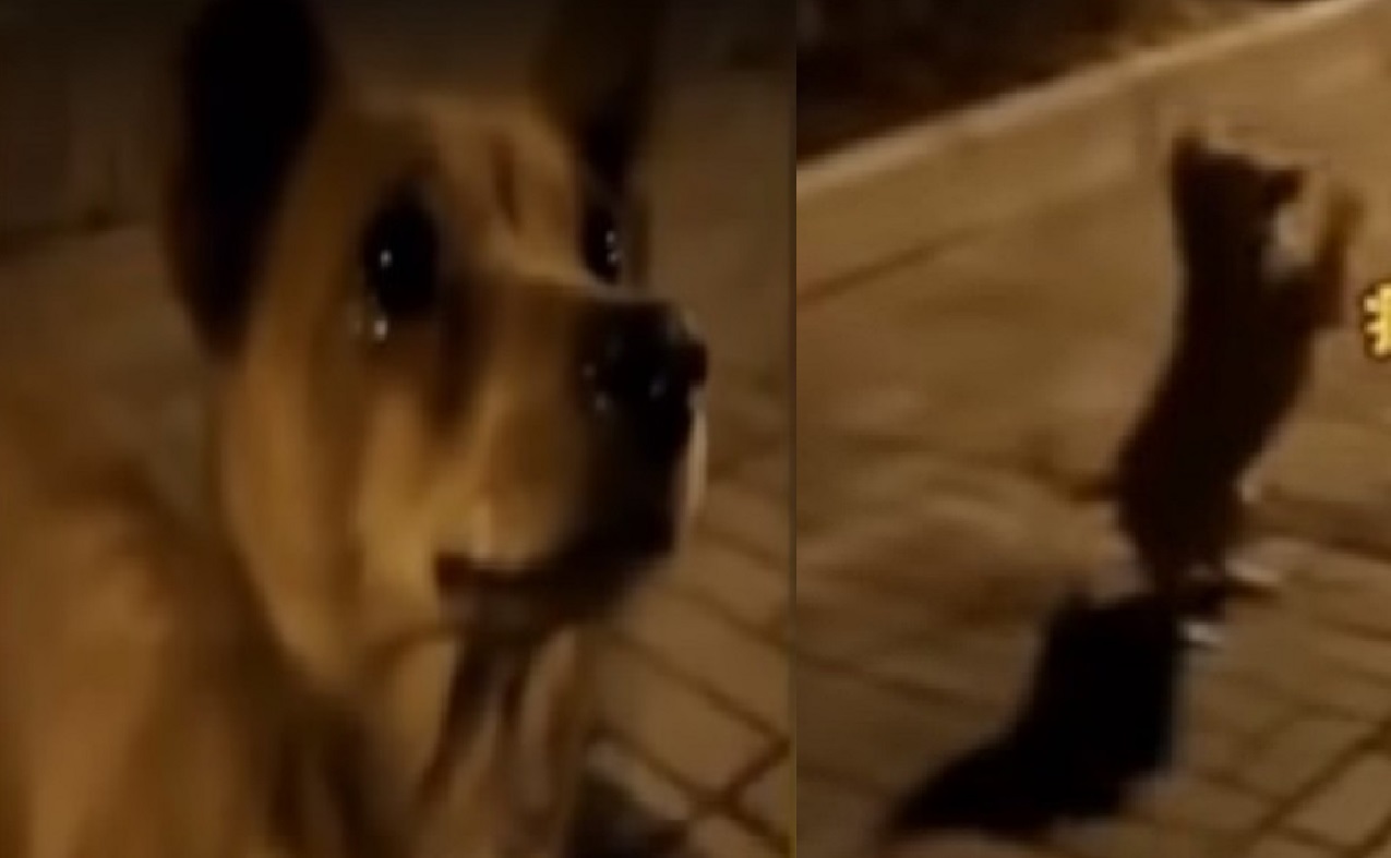 भुकेनं झालं होतं व्याकूळ! व्यक्तीनं खायला देताच रडू लागलं कुत्र्याचं पिल्लू; VIDEO VIRAL