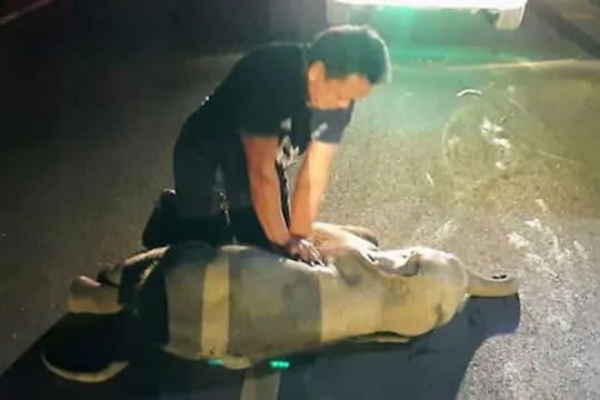 फोटो साभार- रॉयटर्स