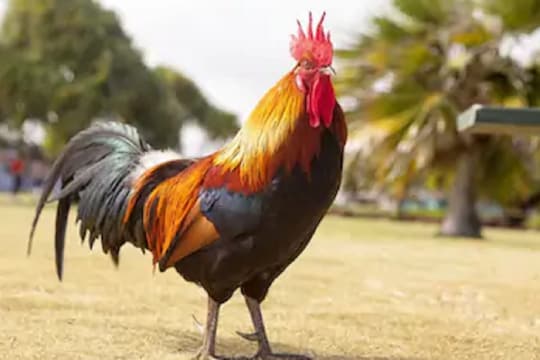 कुकूचकु! एका कुटुंबाने थाटात साजरा केला कोंबड्याचा वाढदिवस