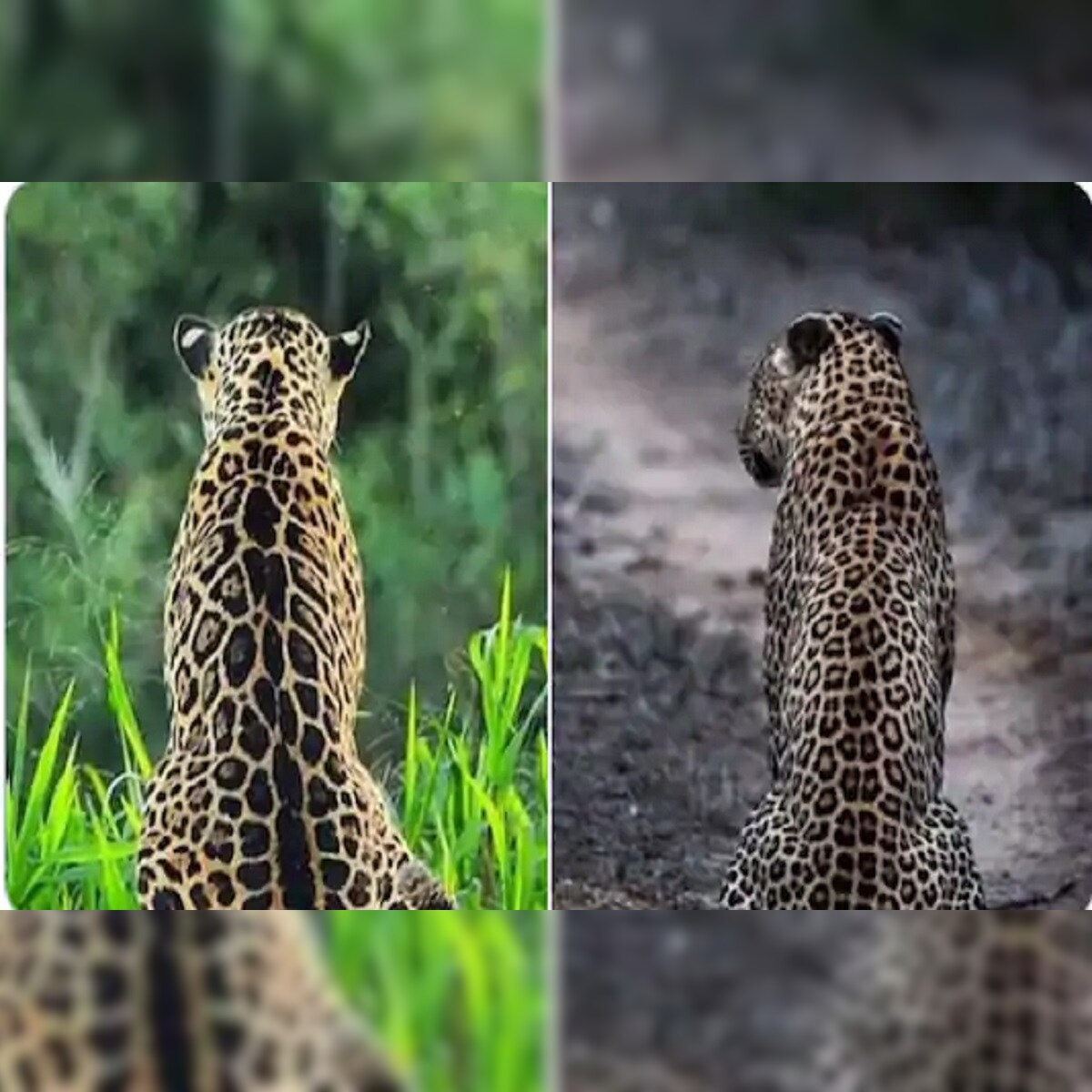 तुम्ही हे चॅलेंज घ्या आणि मित्रांनाही द्या! यातला Leopard आणि Jaguar ओळखून दाखवाच – News18 लोकमत तुम्ही हे चॅलेंज घ्या आणि मित्रांनाही द्या! यातला Leopard आणि Jaguar ओळखून दाखवाच – News18 लोकमत