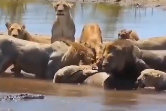 VIDEO - ...आणि गुरगुरणारा सिंह गप्प बसला; जंगलाच्या राजाची पाण्यात झाली भित्र्या मांजरीसारखी अवस्था