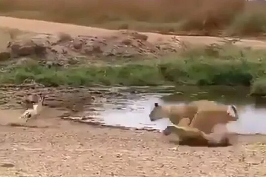 शक्तीपेक्षा युक्ती श्रेष्ठ! हरणापुढे 'जंगल का राजा'ही ठरला फेल! शिकारीचा VIDEO VIRAL