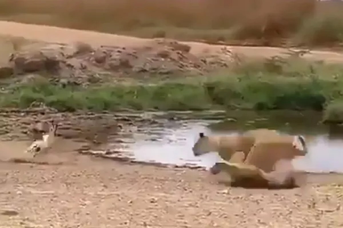 शक्तीपेक्षा युक्ती श्रेष्ठ! हरणापुढे 'जंगल का राजा'ही ठरला फेल! शिकारीचा VIDEO VIRAL