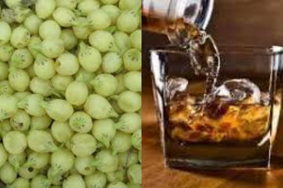 आदिवासी भागातील प्रसिद्ध मोहाच्या दारुचा ब्रँड; या राज्याने तयार केली 'हेरिटेज मदिरा पॉलिसी'