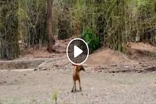 जंगलातील थरारक VIDEO : रानकुत्र्याने वाघिणीला दिलं जोरदार आव्हान, मात्र...;