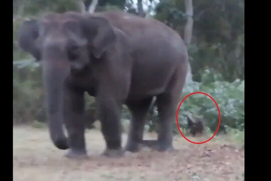 हत्तीमागे लपून वाघ शोधतोय सावज, असा VIDEO तुम्ही कधीही पाहिला नसेल