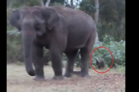 शिकारीच्या शोधात असलेला वाघ आणि हत्ती एकाच फ्रेममध्ये दिसले आहेत. काळजाचा ठोक चुकवणारा हा VIDEO पाहा 
