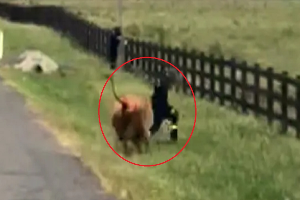 अग्निशमन दलाच्या जवानाला गायीनं शिंगावर धरून आपटलं, पाहा थरकाप उडवणारा VIDEO