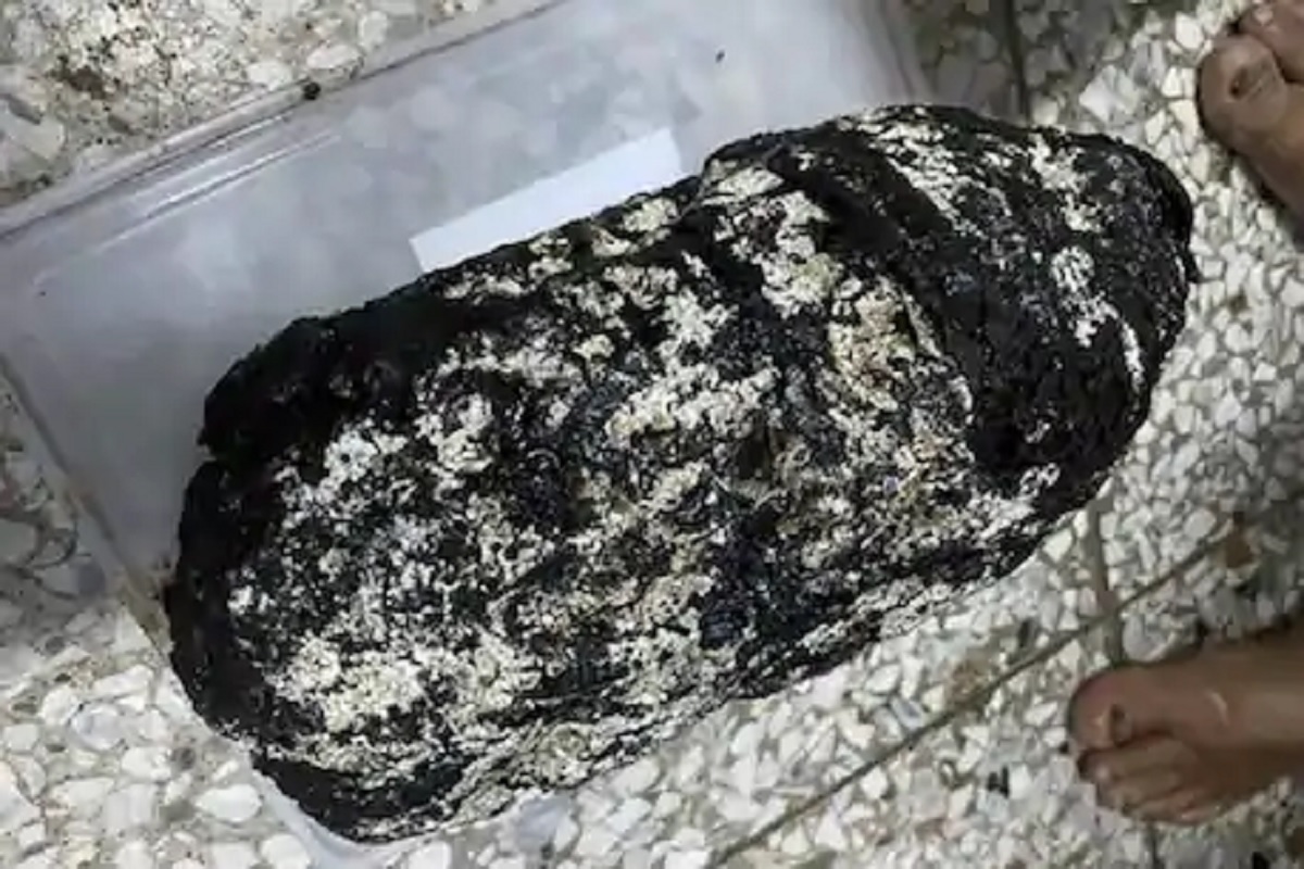 OMG! Whale च्या उलटीनं बनवलं करोडपती! 25 कोटींचा खजिना मच्छिमाराच्या हाती