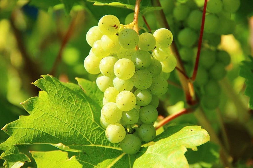 Citrus fruits like grape fruit: सर्व आंबट फळांमध्ये गॅस हा असतोचं. जसे की द्राक्षे, राजगिरा आणि संत्री. ते पोटात जाताच गॅस तयार करतात आणि याचा परिणाम अल्सर आणि जठरावर होतो. यामुळे छातीत जळजळ होण्याचा धोका देखील आहे. म्हणूनच ही फळ थोडंस काही जेवल्यानंतरच थोड्या वेळाने खावीत. Citrus fruits like grape fruit: सर्व आंबट फळांमध्ये गॅस हा असतोचं. जसे की द्राक्षे, राजगिरा आणि संत्री. ते पोटात जाताच गॅस तयार करतात आणि याचा परिणाम अल्सर आणि जठरावर होतो. यामुळे छातीत जळजळ होण्याचा धोका देखील आहे. म्हणूनच ही फळ थोडंस काही जेवल्यानंतरच थोड्या वेळाने खावीत.