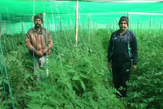 नोकरी गेल्यानंतरही शिक्षकाने सोडली नाही जिद्द; Organic farming करुन मिळवलं लाखोंचं उत्पन्न