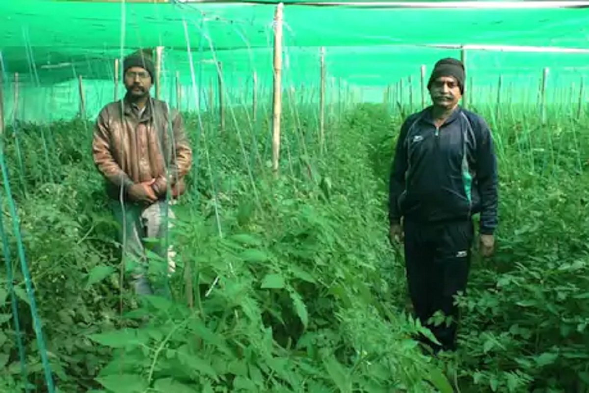 नोकरी गेल्यानंतरही शिक्षकाने सोडली नाही जिद्द; Organic farming करुन मिळवलं लाखोंचं उत्पन्न