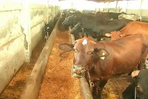Cow paint