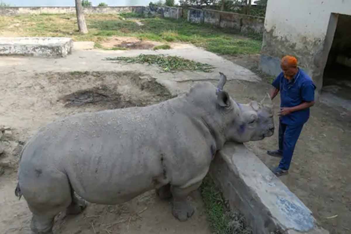 बांगलादेशातील मादी गेंड्यालाही सहन होत नाही आहे जोडीदाराचा विरह, सोडलं अन्नपाणी!