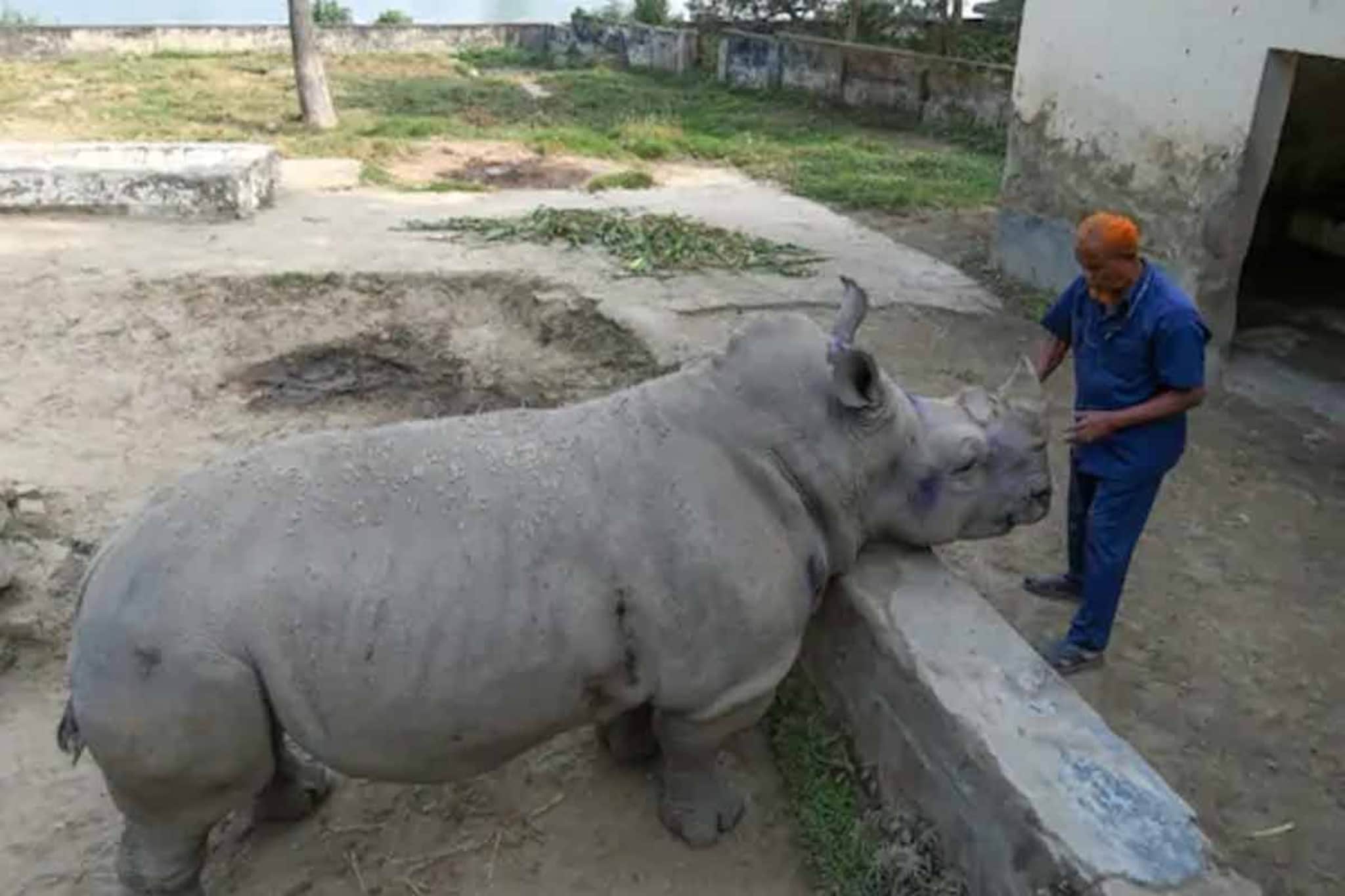 बांगलादेशातील मादी गेंड्यालाही सहन होत नाही आहे जोडीदाराचा विरह, सोडलं अन्नपाणी!