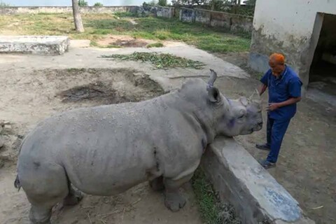 कोरोना काळात माणसांना आपल्या चाहत्यांपासून दूर राहिल्याने विरह सहन करावा लागला तसाच प्राणी आणि जनावरांनाही करावा लागला. 