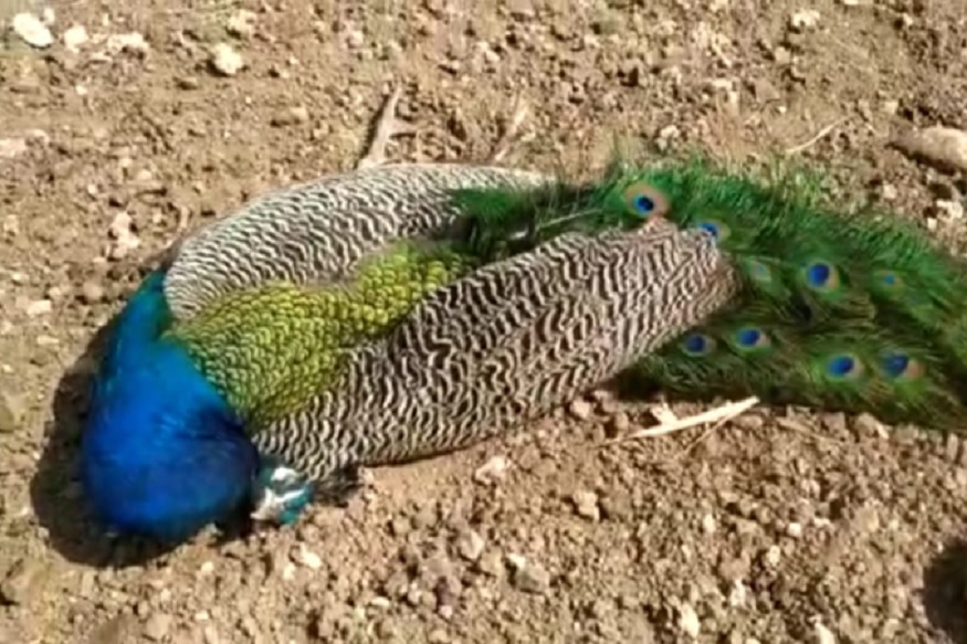 धक्कादायक! अचानक होऊ लागले मोरांचे मृत्यू, परिसरातील नागरिकांमध्ये भीतीचं वातावरण