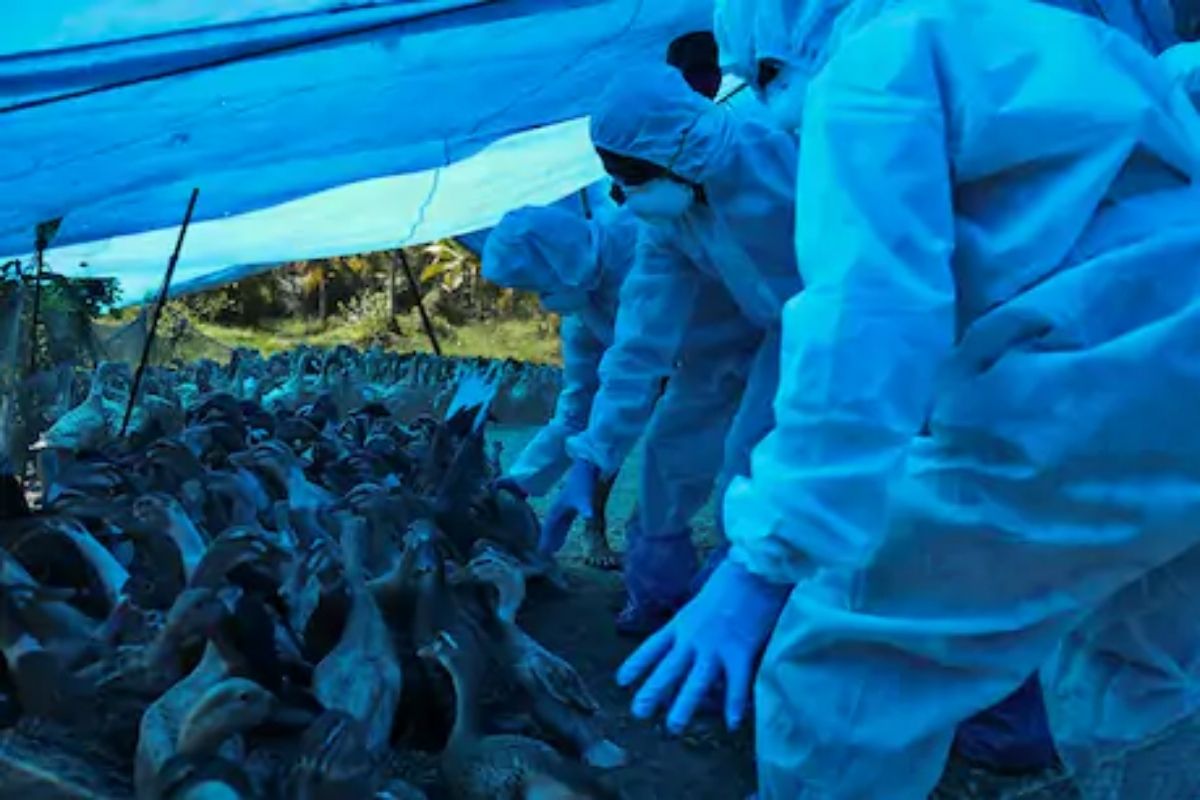 बर्ड फ्लूचा सर्वात धोकादायक स्ट्रेन आहे H5N1. ज्याला एवियन इन्फ्लूएन्झा म्हटलं जातं. यावर कोणताही उपचार नाही. हा जीवघेणा आजार आहे. हा आजार झालेल्या पक्ष्यांच्या किंवा त्याच्या मलमूत्राच्या संपर्कात आल्यानं, त्या पक्ष्याला स्पर्श केल्यानं हा आजार माणसांनाही होतो. बर्ड फ्लूचा सर्वात धोकादायक स्ट्रेन आहे H5N1. ज्याला एवियन इन्फ्लूएन्झा म्हटलं जातं. यावर कोणताही उपचार नाही. हा जीवघेणा आजार आहे. हा आजार झालेल्या पक्ष्यांच्या किंवा त्याच्या मलमूत्राच्या संपर्कात आल्यानं, त्या पक्ष्याला स्पर्श केल्यानं हा आजार माणसांनाही होतो.