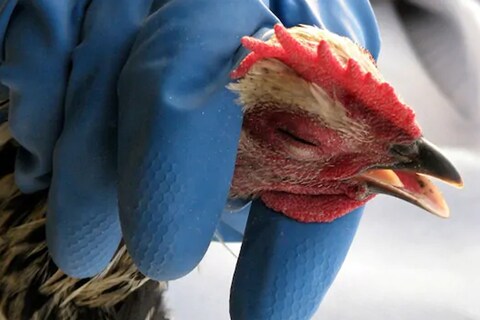 परभणीतील मुरुंबा गावातील एका पोल्ट्री फॉर्ममध्ये 800 कोंबड्यांचा मृत्यू हा बर्ड फ्लूमुळे झाल्याचे स्पष्ट झाले आहे. 