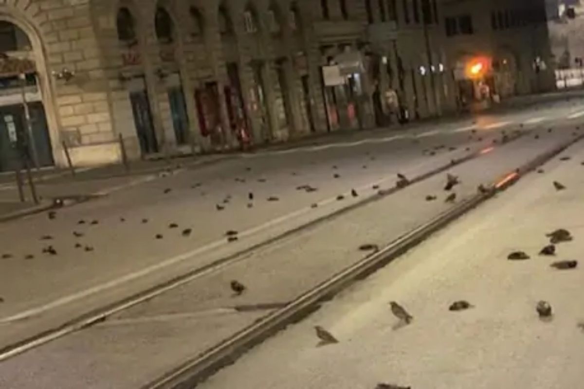 नववर्षाच्या स्वागताच्या आनंदात फोडलेले फटाके पक्ष्यांच्या जिव्हारी; फोटोतला खच पाहून वाटेल हळहळ!