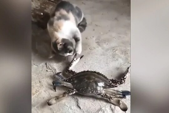 वाकड्यात शिरायचं नाय! छेड काढणाऱ्या मांजराला खेकड्यानं कायमची घडवली अद्दल; VIDEO VIRAL