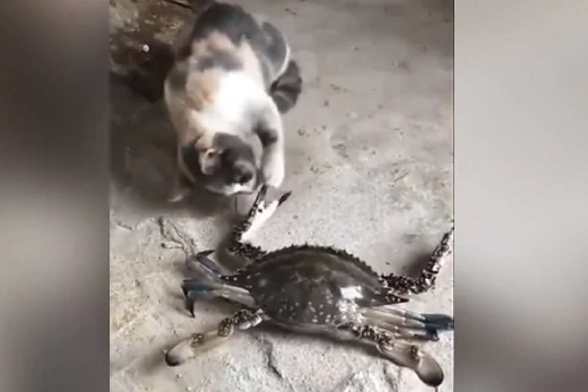 वाकड्यात शिरायचं नाय! छेड काढणाऱ्या मांजराला खेकड्यानं कायमची घडवली अद्दल; VIDEO VIRAL