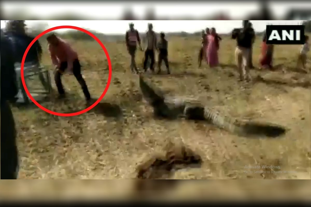 बाबोव! गावात शिरलेल्या मगरीला पकडतानाचा थरार, पाहा VIDEO