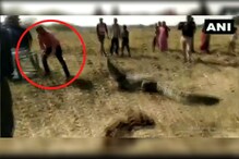 बाबोव! गावात शिरलेल्या मगरीला पकडतानाचा थरार, पाहा VIDEO बाबोव! गावात शिरलेल्या मगरीला पकडतानाचा थरार, पाहा VIDEO