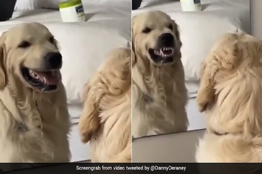 Cute कुत्रा आरशात पाहून करतोय मजेदार काम, पाहा तुफान व्हायरल VIDEO