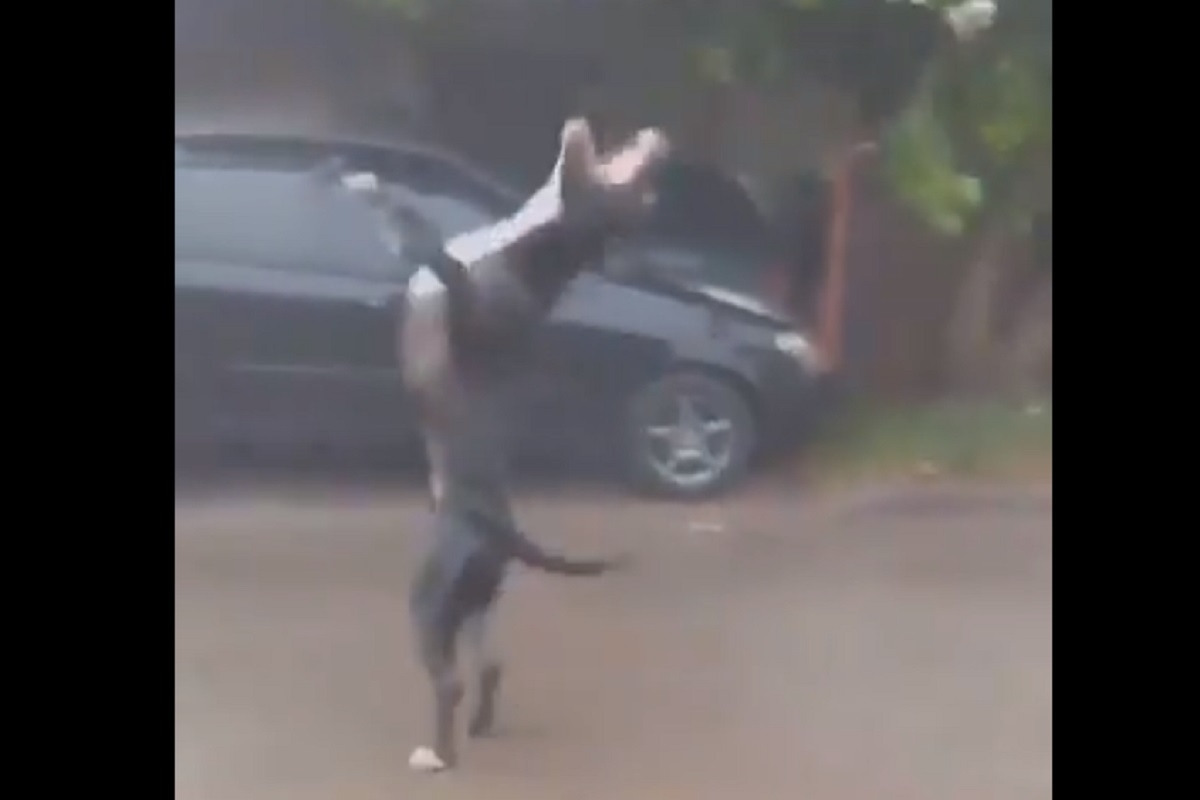 पावसाचे थेंब पकडण्यासाठी धडपड; निरागस मुक्या जिवाचा VIDEO VIRAL