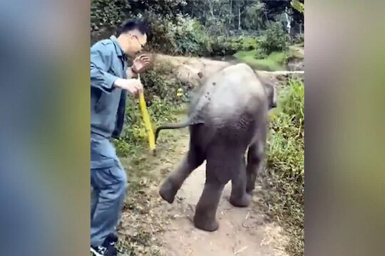 ऊस खायला दिला  पाठ केली आणि... छोट्या हत्तीचा VIDEO पाहून हसू आवरणार नाही