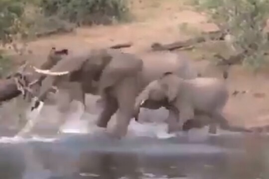 पाणी पिता पिता हत्तीच्या सोंडेत आली मगर; पुढे काय घडलं पाहा VIDEO