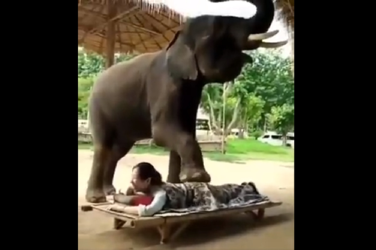 OMG! महिलेनं चक्क हत्तीकडून करून घेतला मसाज; पाठीवर पाय ठेवला आणि... VIDEO VIRAL