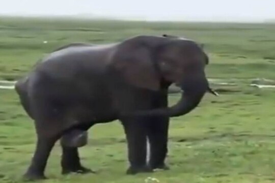 क्रूरतेचा कळस! मुक्या हत्तीला माहुतांनी बेदम मारलं, घटनेचा VIDEO झाला व्हायरल