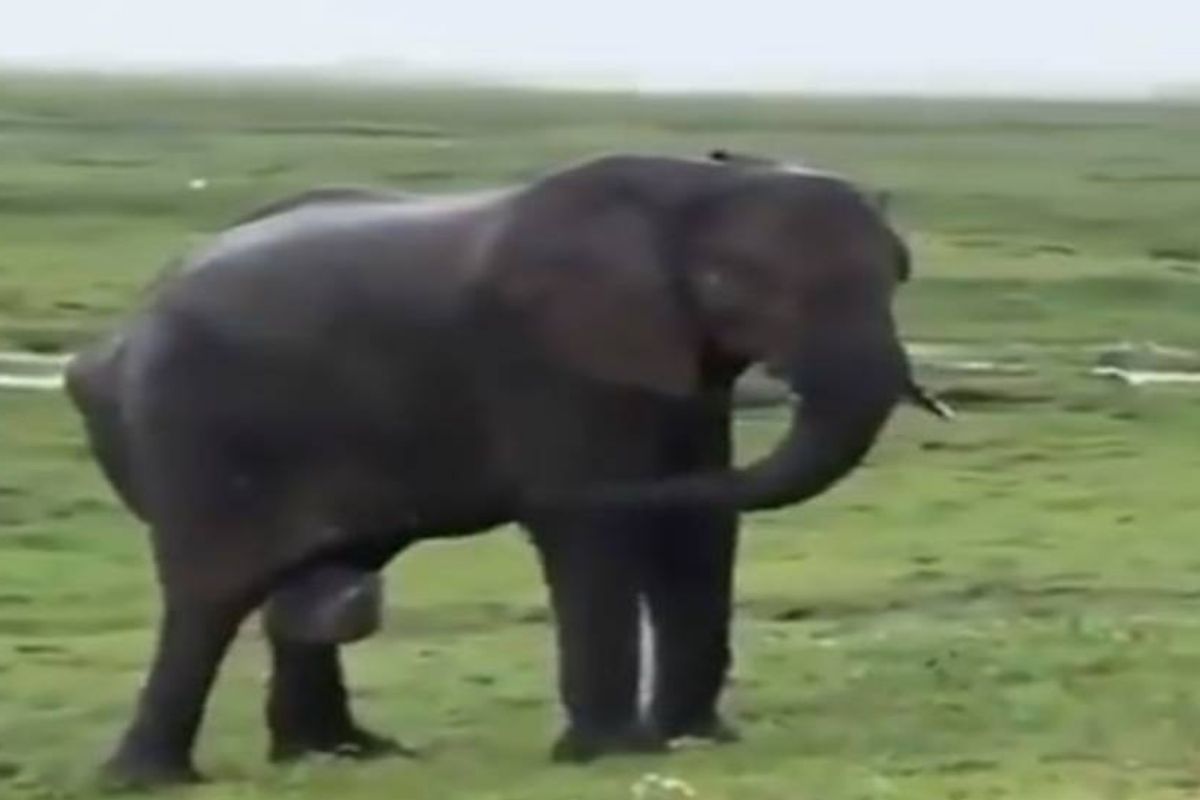 क्रूरतेचा कळस! मुक्या हत्तीला माहुतांनी बेदम मारलं, घटनेचा VIDEO झाला व्हायरल