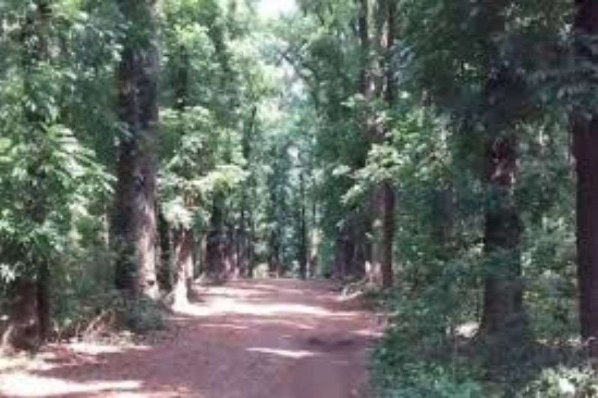 इन्जॉय करायला रिसॉर्टमध्ये गेलेल्या कुटुंबासोबत भीषण प्रकार; जंगलाशेजारीच टेन्टमध्ये होता मुक्काम, अचानक...