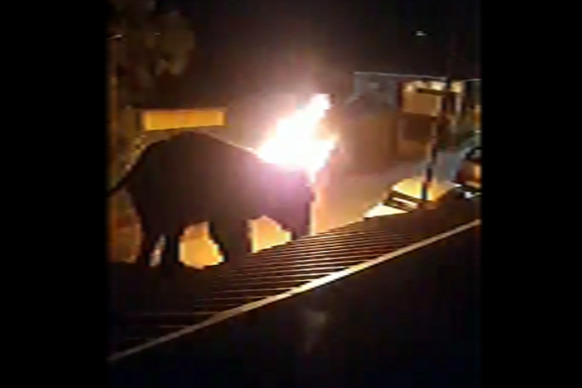 भयंकर! हत्तीवर फेकला जळता टायर, माणसाच्या क्रुरतेचा आणखी एक बळी