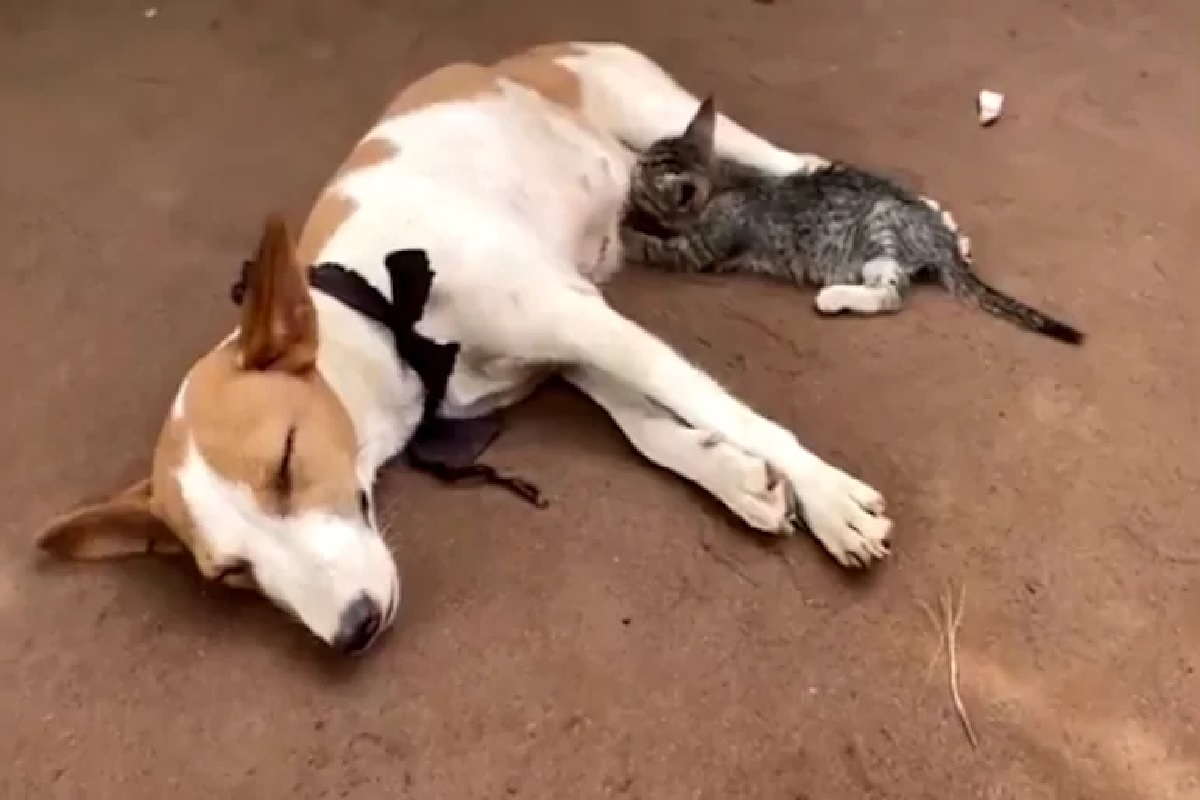 kitten network18 lokmat