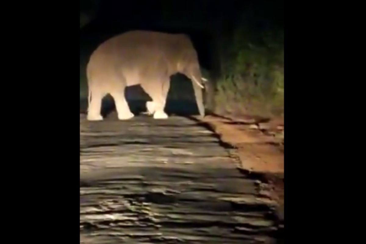VIDEO : रानगव्यांसोबत कोल्हापूर जिल्ह्यात हत्तीचंही दर्शन; शेतकरी धास्तावला