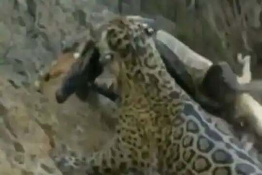 जबड्यात धरून पाण्याबाहेर काढलं, काही क्षणात बिबट्यानं मगरीला केलं खल्लास; थरारक VIDEO