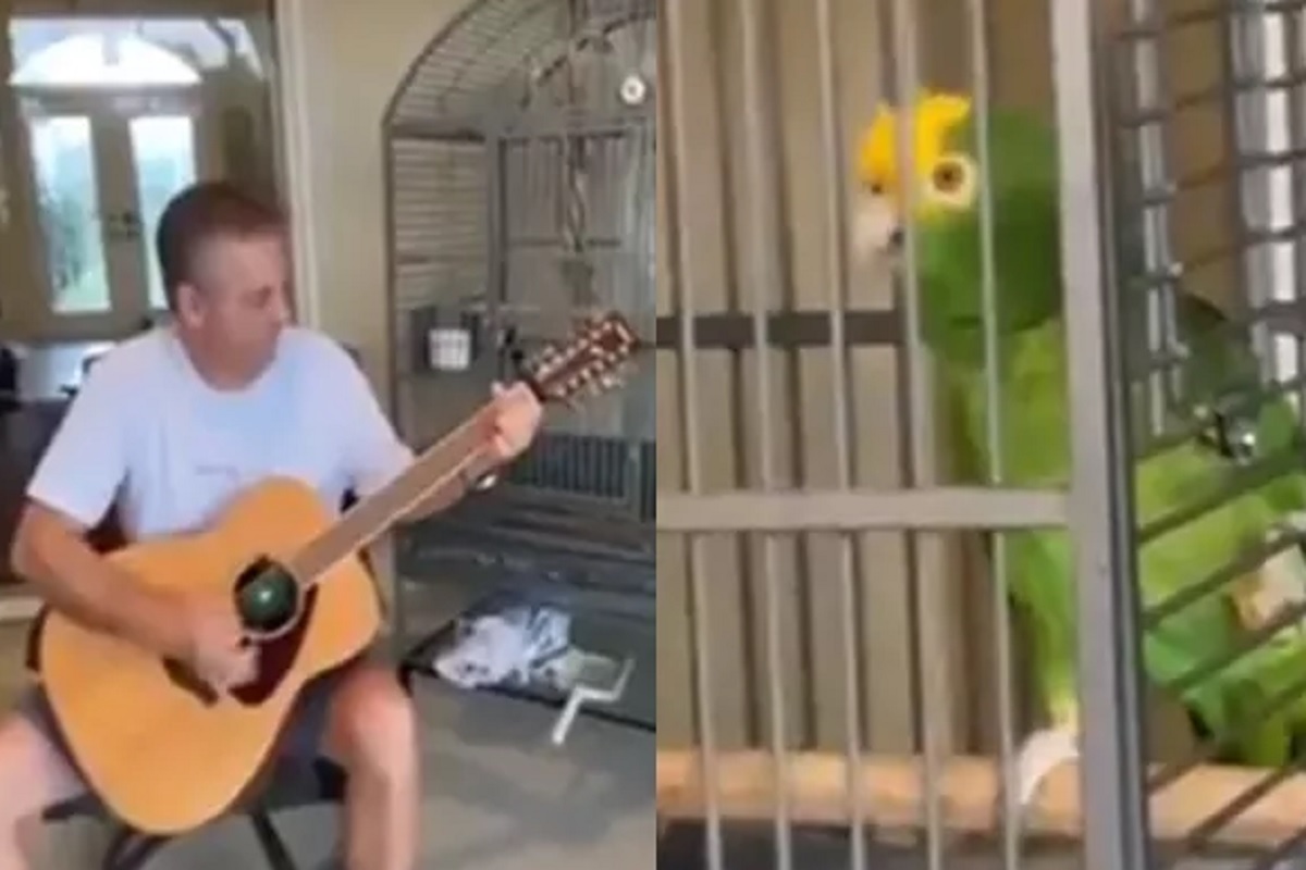 मालकानं वाजवली गिटार, पोपटानं गायलं गाणं; हा VIDEO पाहून म्हणाल 'व्वा उस्ताद, क्या बात है!'