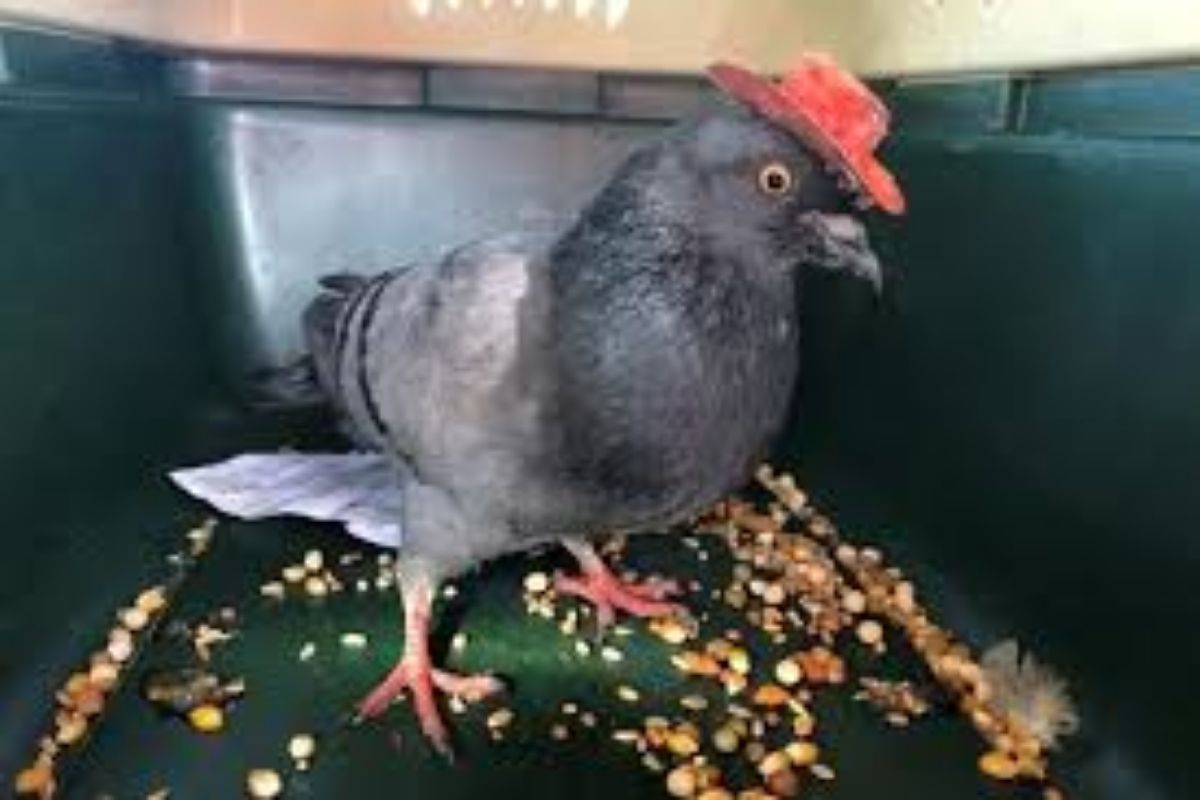 कबुतरांचा राजेशाही अंदाज; 7 बिघे जमीन, लाखोंचा बँक बॅलेन्स आणि सेवेसाठी नोकर-चाकर