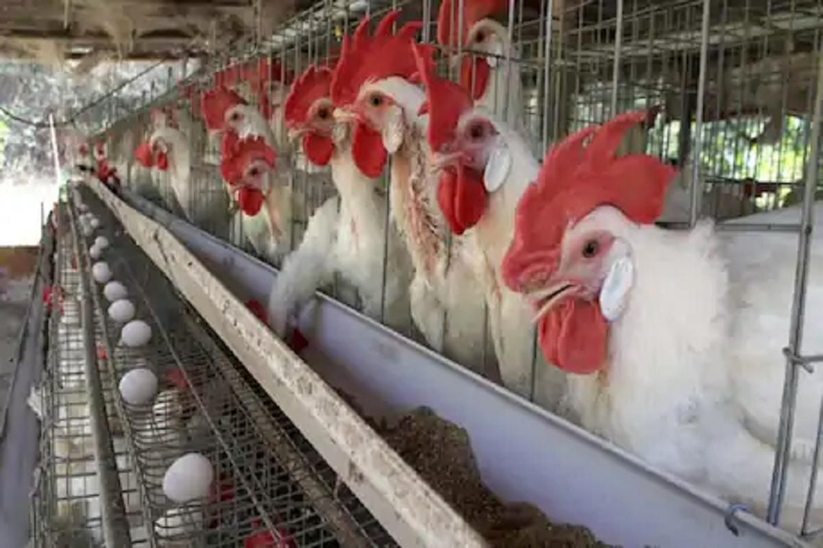 कोंबड्यांची टेस्ट निगेटिव्ह तरीही चिकन झालं कवडीमोल; फुकट विकण्याची आली वेळ