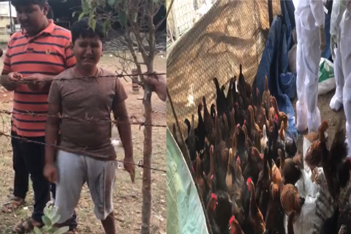 'नाय म्हणजे नाय', कोंबड्या घेऊन जात असताना चिमुरडा ढसाढसा रडला, VIDEO